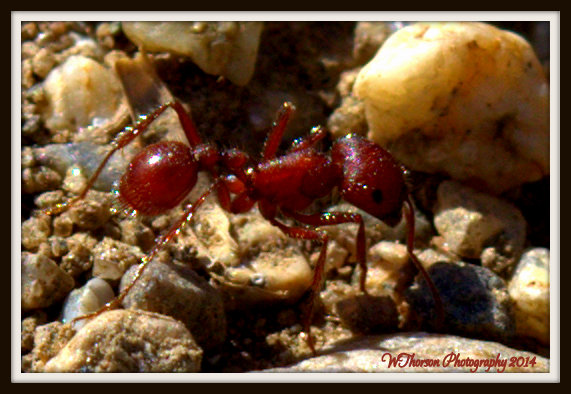 Ant.jpg