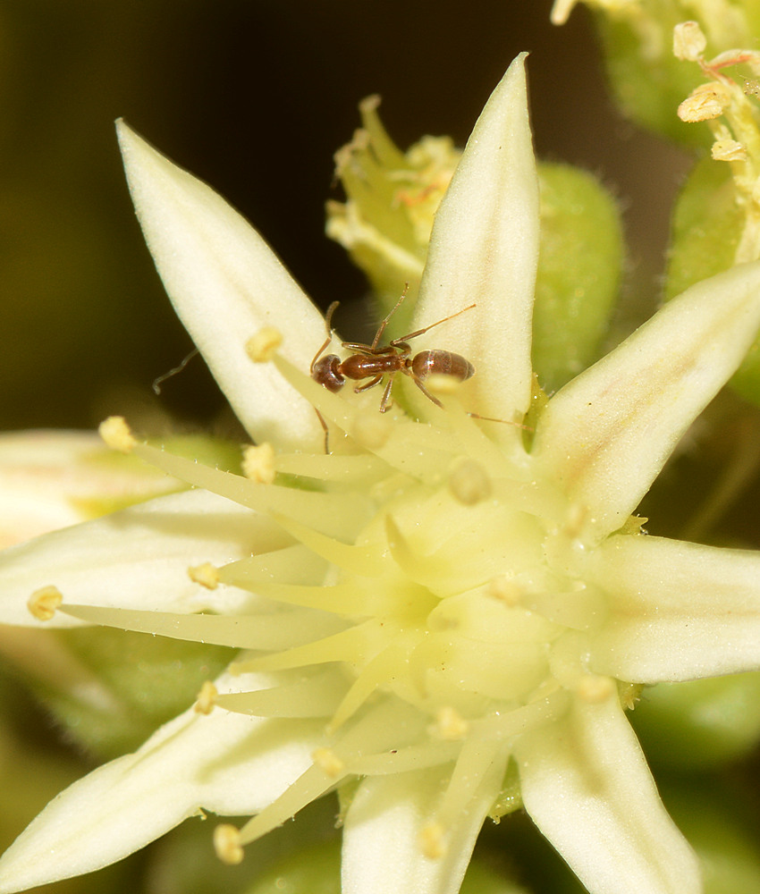 Ant.jpg