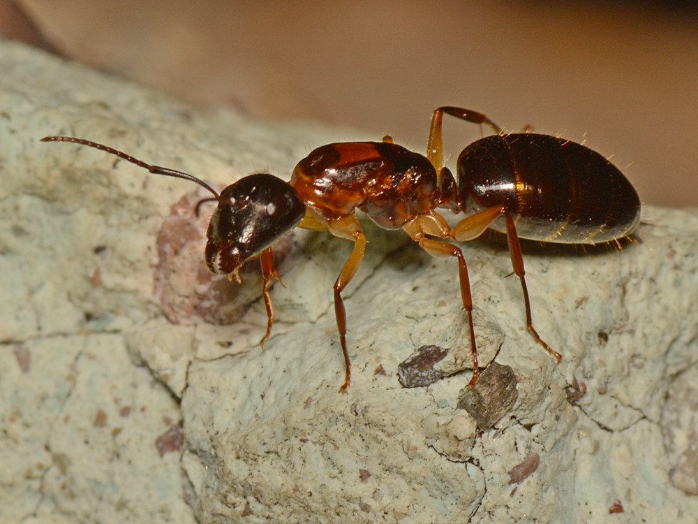 Ant2.jpg