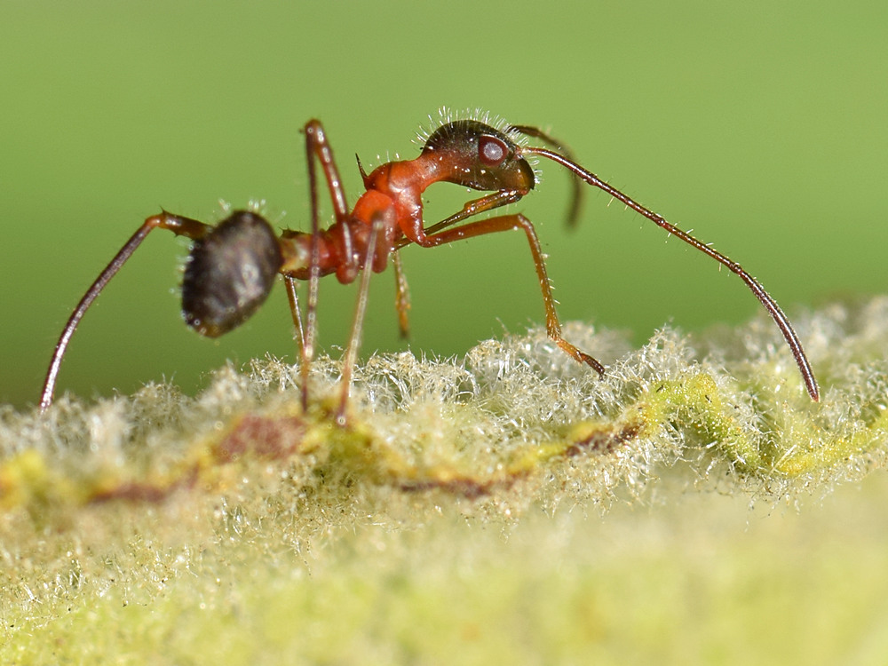Ant2.jpg