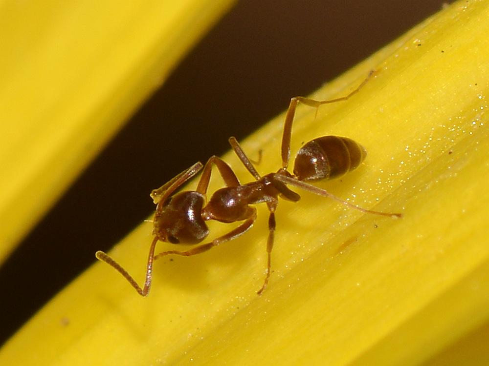 Ant2.jpg