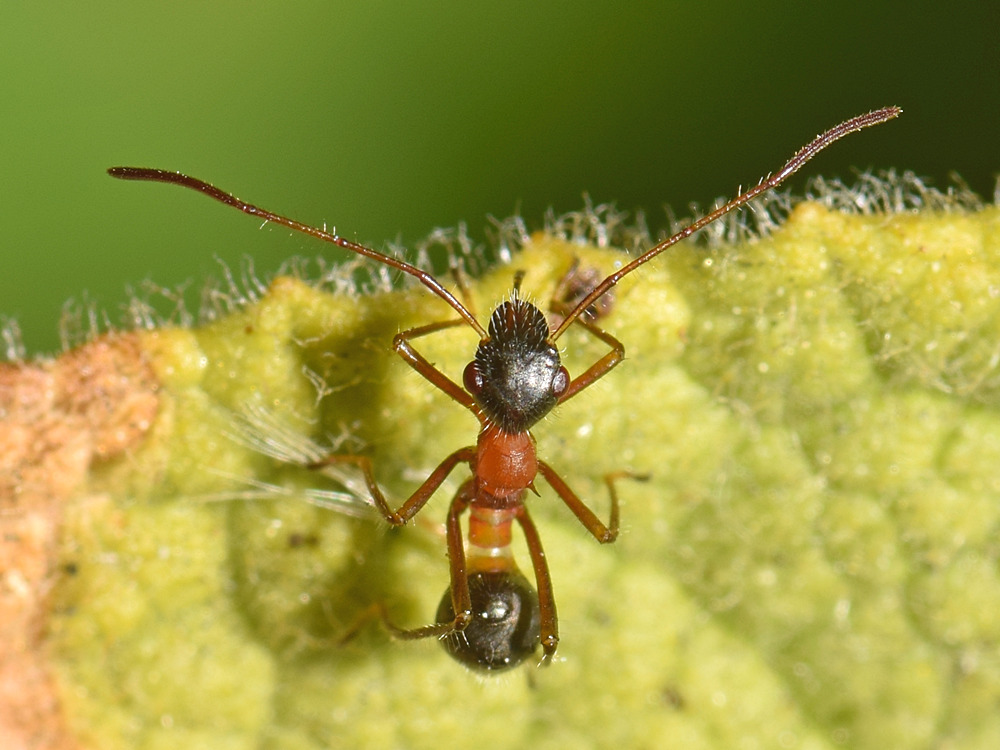 Ant3.jpg