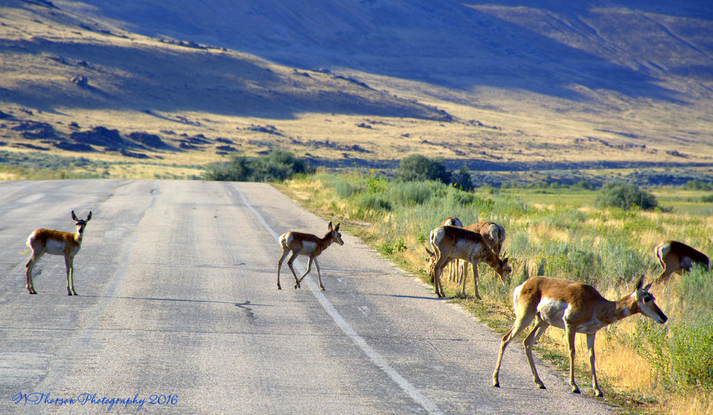 Antelope Crossoing the Road 7-27-2016.jpg