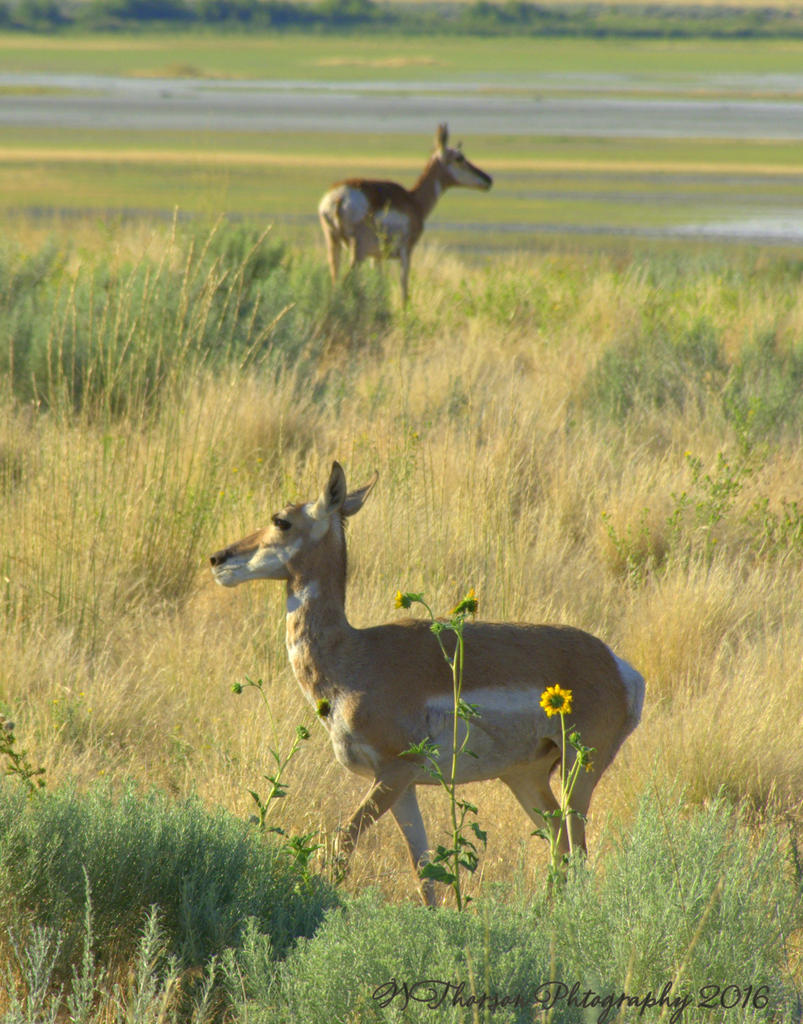 Antelope in the Sunflowers on Antelope Island 7-27-2016.jpg