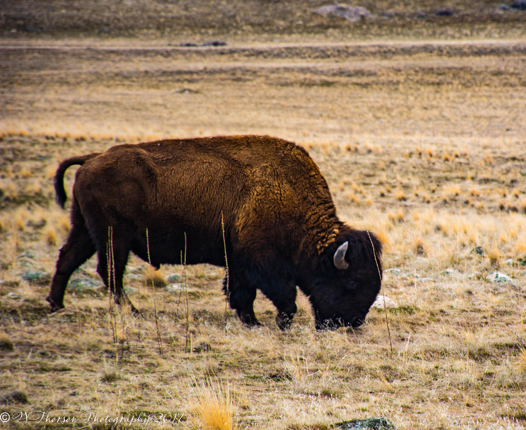 Antelope Island Buffalo #1 2-19-2017.jpg