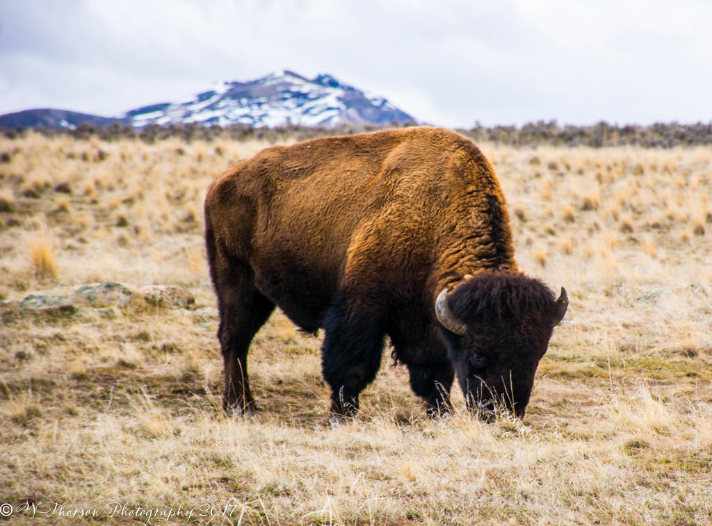 Antelope Island Buffalo #2 2-19-2017.jpg