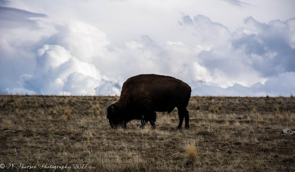 Antelope Island Buffalo #3 2-19-2017.jpg