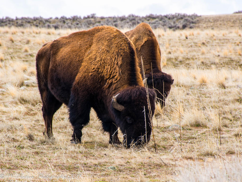 Antelope Island Buffalo #4 2-19-2017.jpg