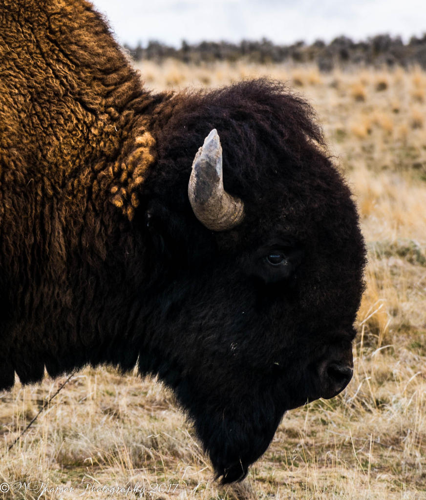 Antelope Island Buffalo #5 2-19-2017.jpg