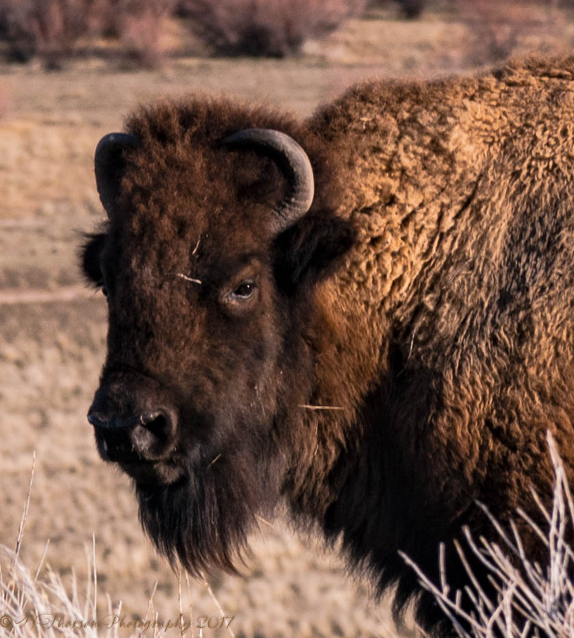 Antelope Island Buffalo Close-Up 3-4-2017.jpg