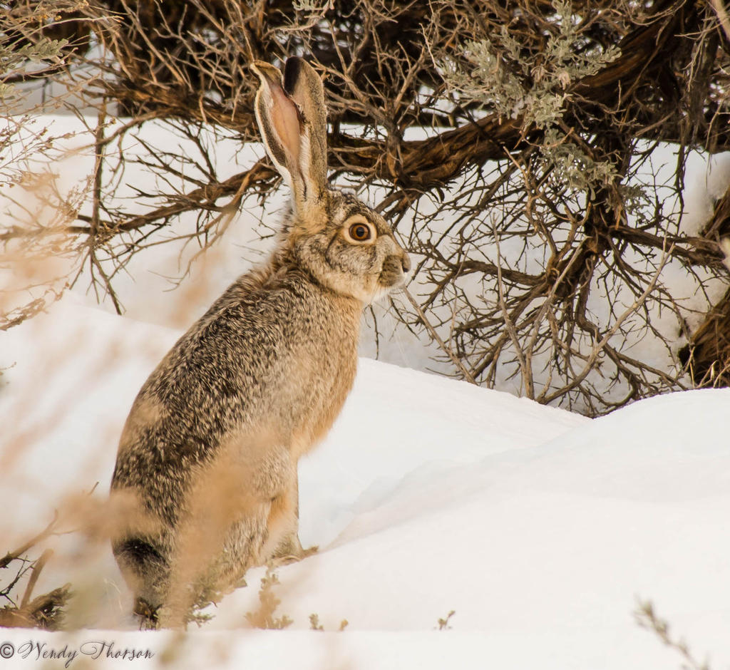 Antelope Island Rabbit 1-21-2017.jpg