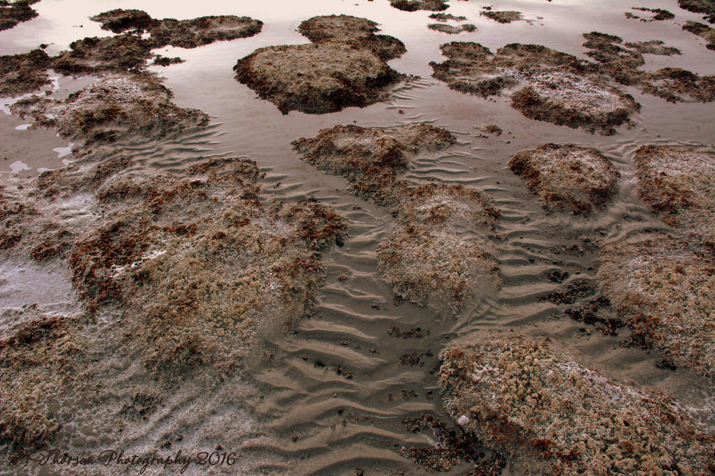 Antelope Island  Western Shore 11-25-2016.jpg