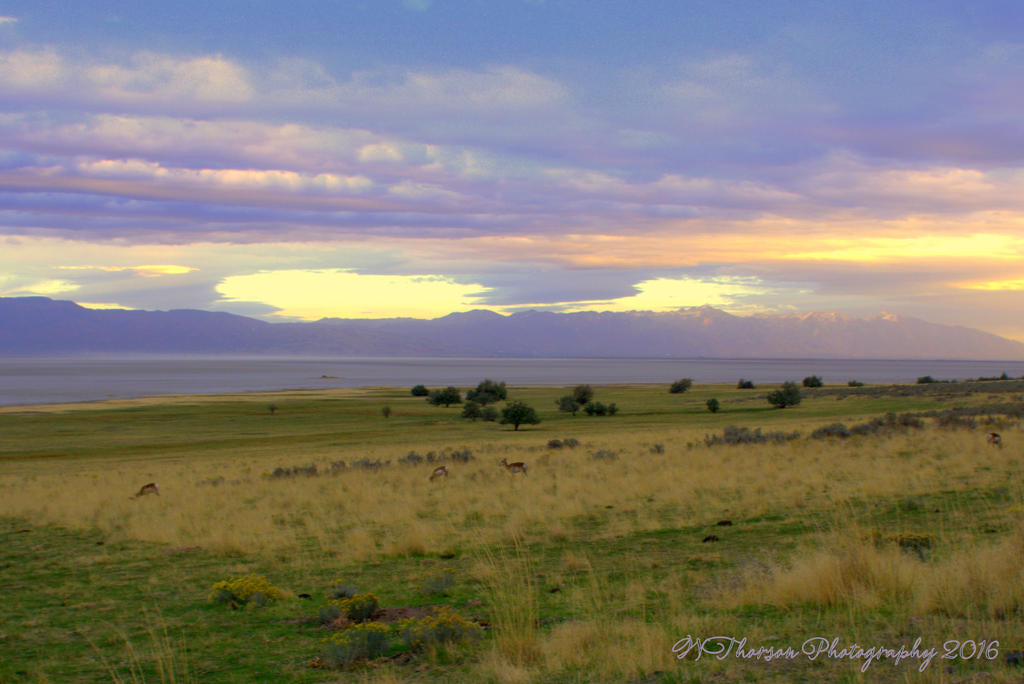 Antelope on Antelope Island 10-14-2016.jpg