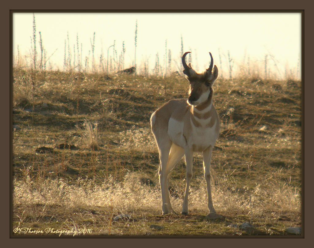 Antelope on Antelope Island 2-20-2016.jpg