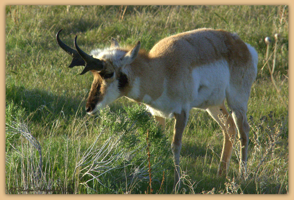 Antelope on Antelope Island 4-24-2016.jpg