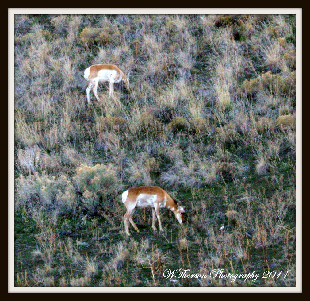 Antelope on Antelope Island.jpg