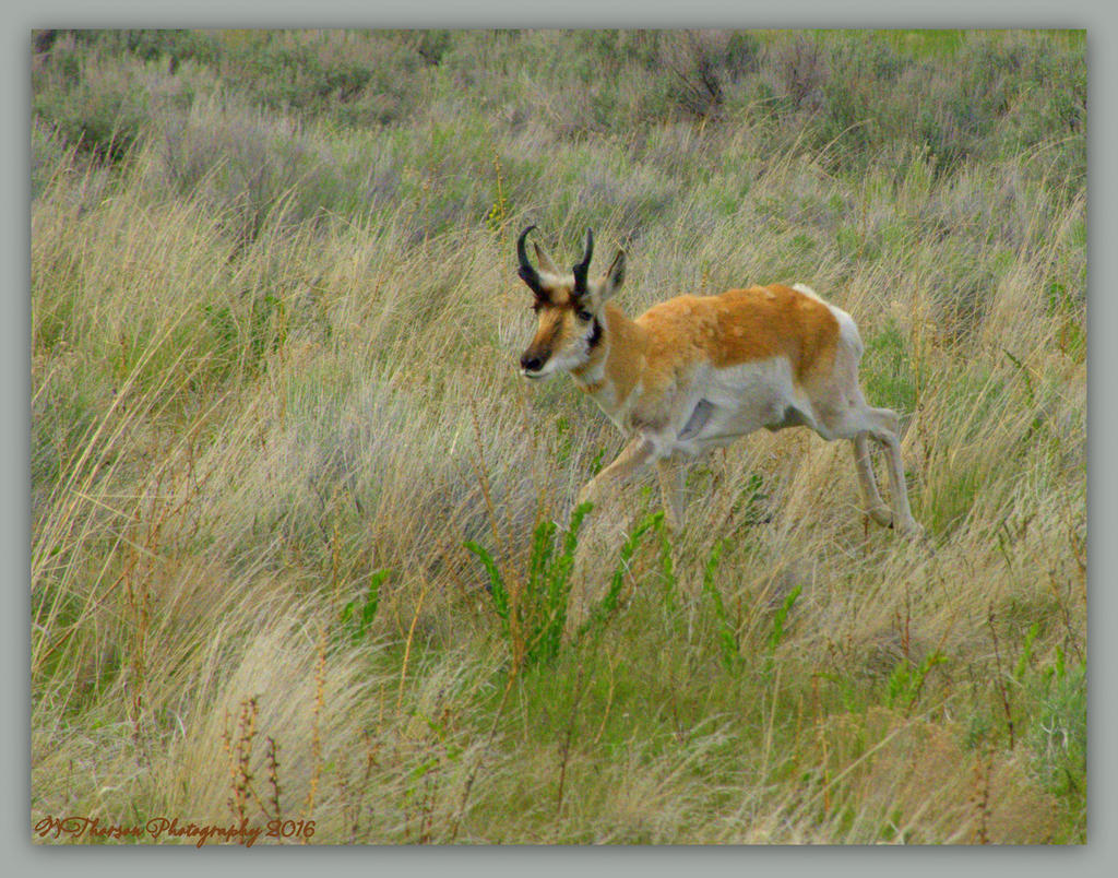 Antelope on the Run 4-24-2016.jpg