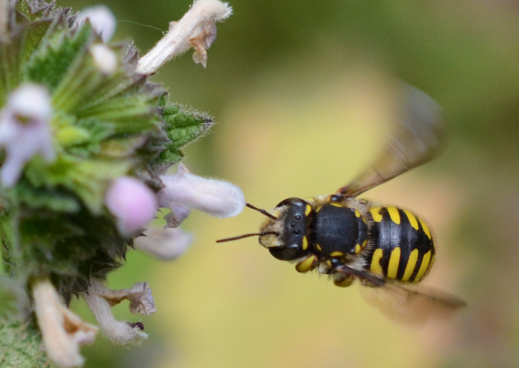 Anthidium florentinum.jpg