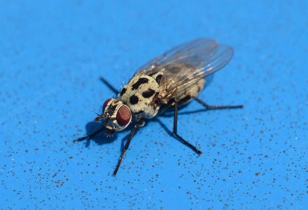 Anthomyia pluvialis.jpg