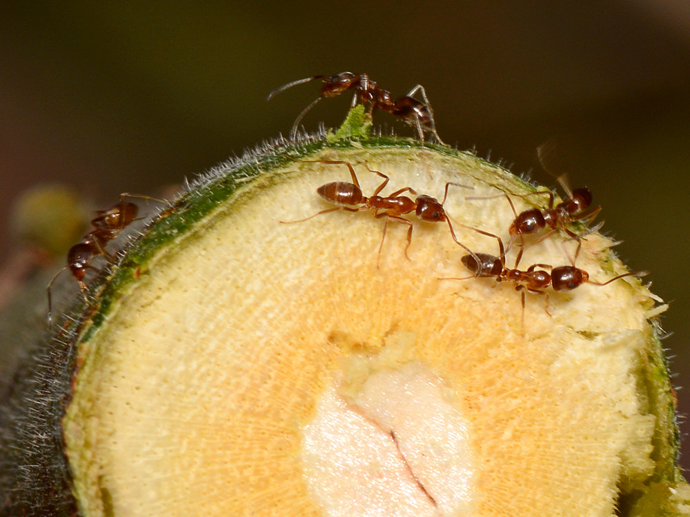 Ants.jpg