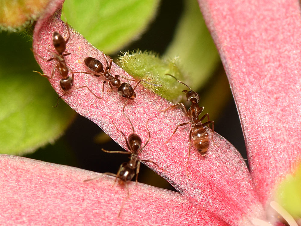 Ants.jpg