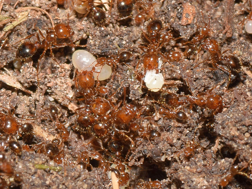 Ants.jpg