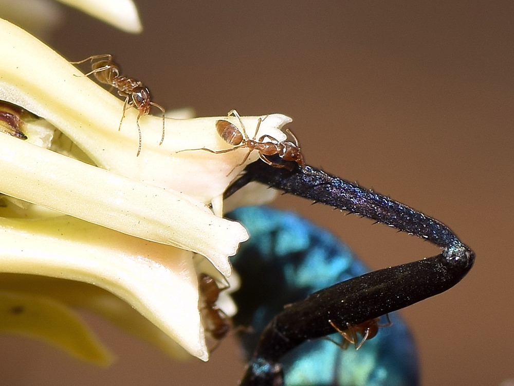 Ants.jpg