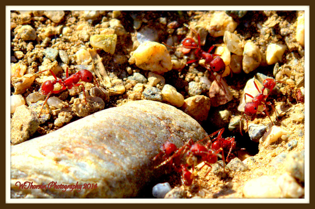 Ants.jpg