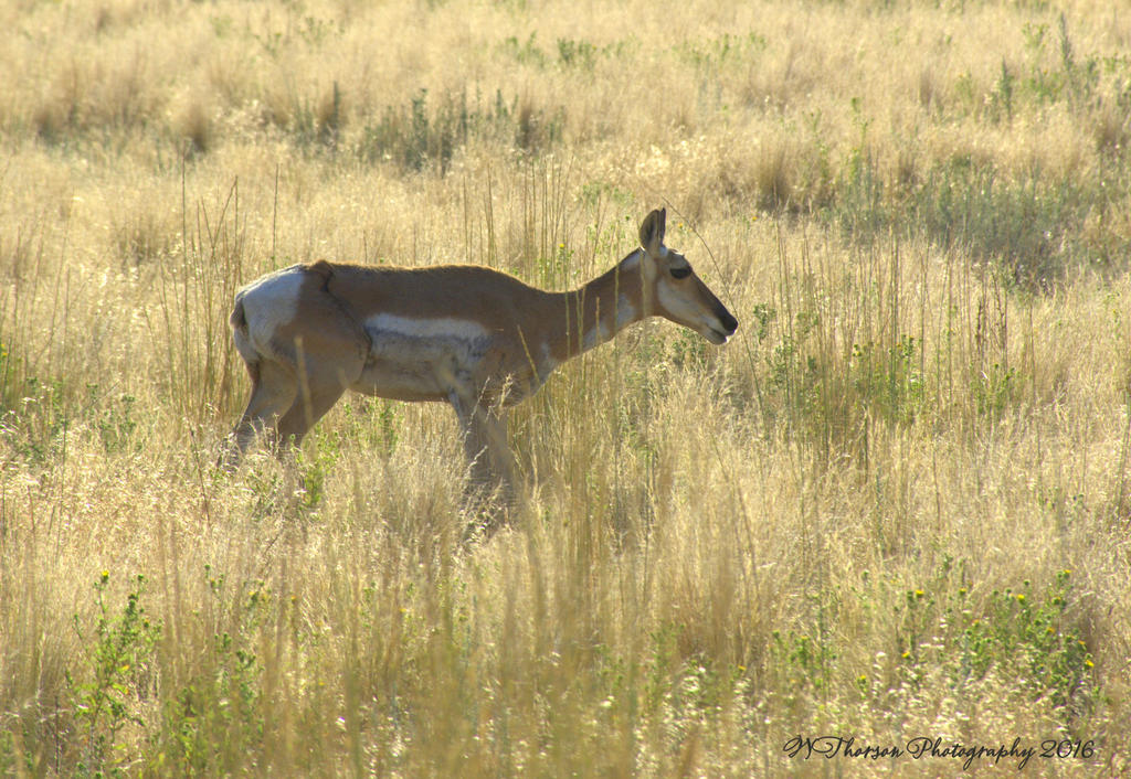 Antwlope in a Grassy Field on Antelope Island 7-27-2016.jpg