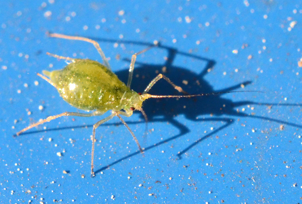 Aphid.jpg
