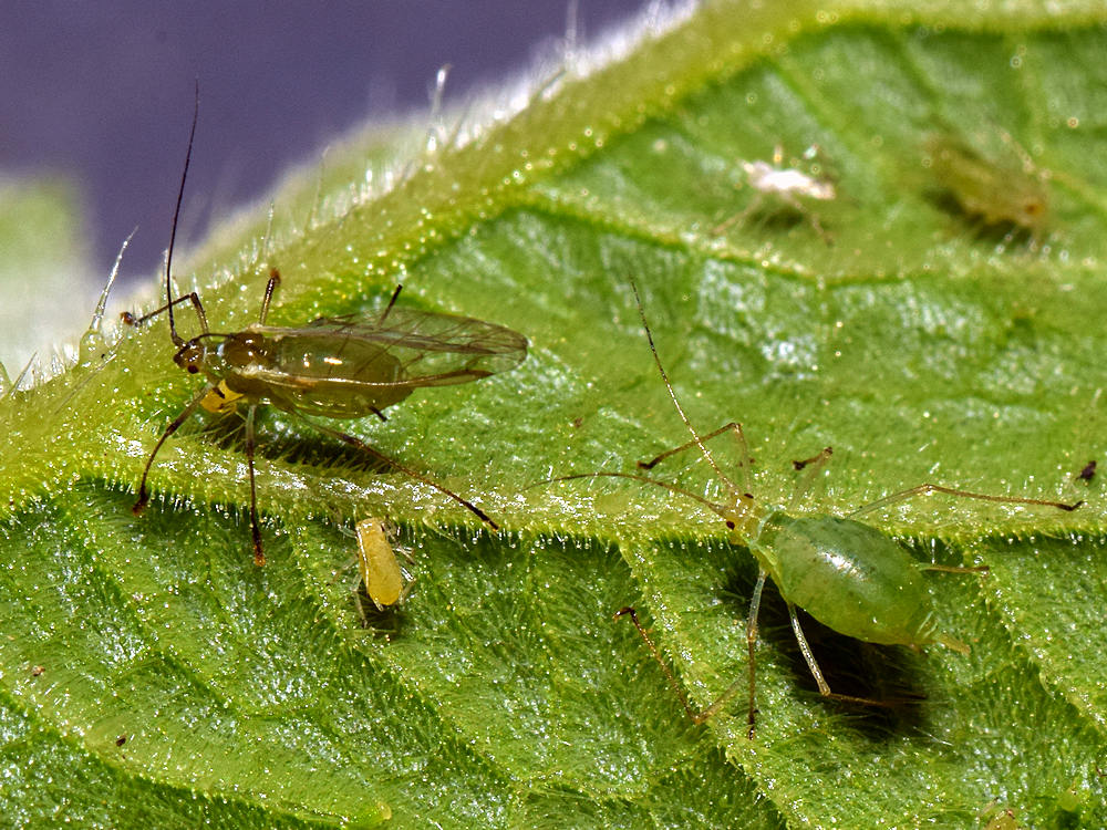 Aphid4.jpg