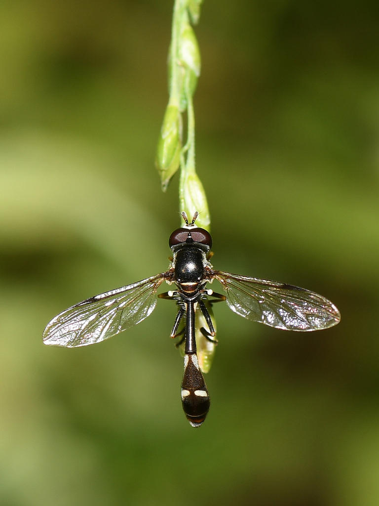 AphidFly.jpg