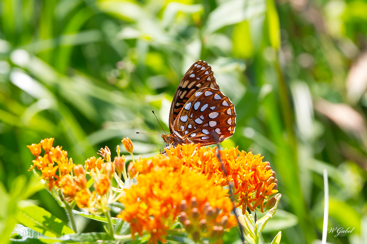 Aphrodite fritillary sm.jpg