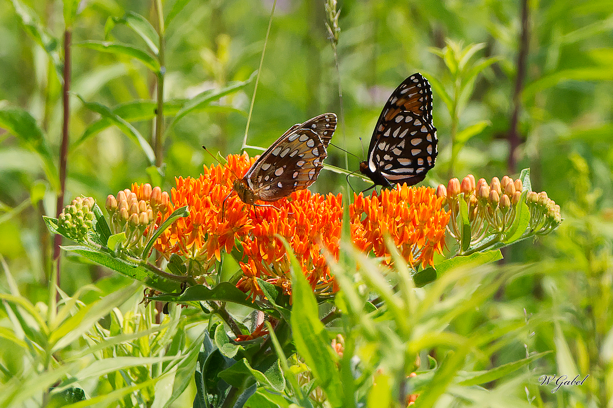 Aphrodite_RoyalFritillary5647 sm.jpg