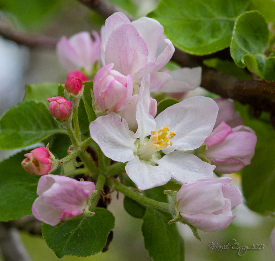apple blossom.jpg