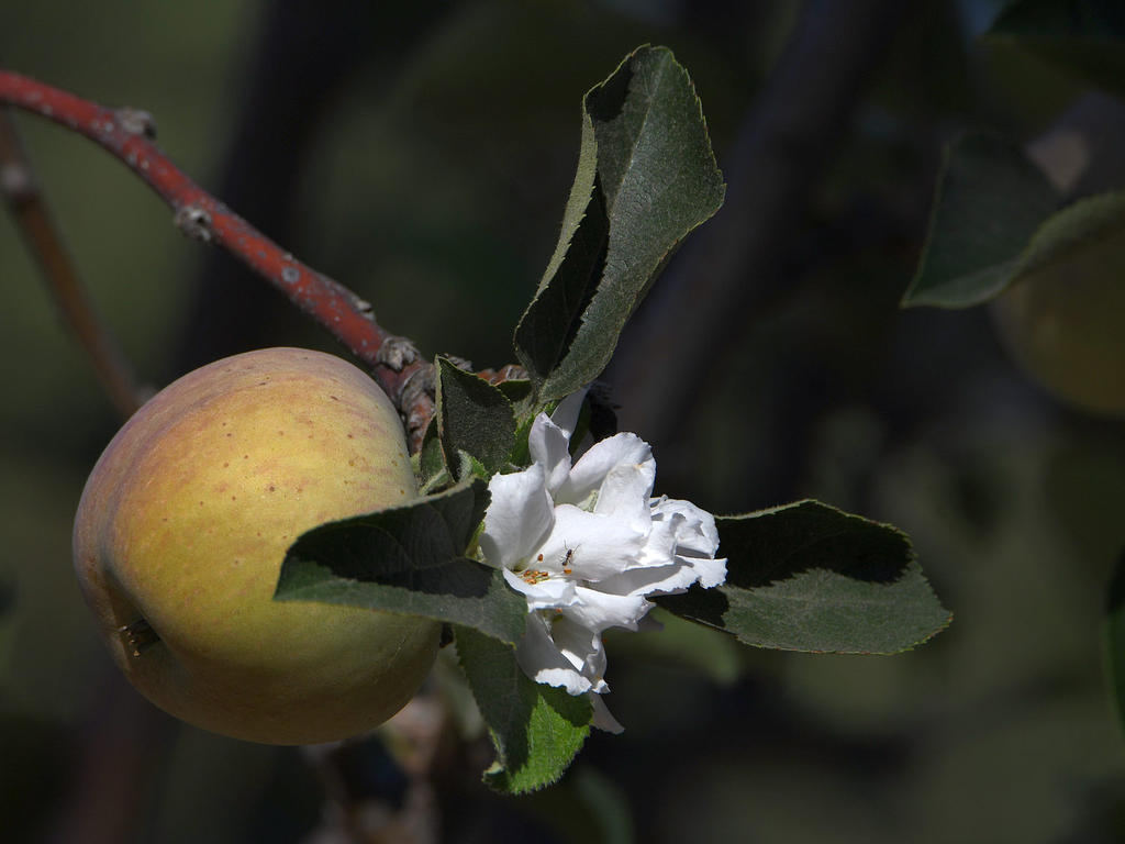 Apple2.jpg