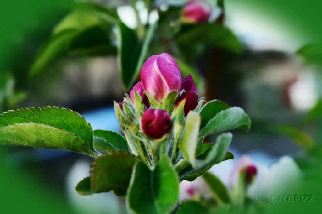 appleflwr2-cr.jpg