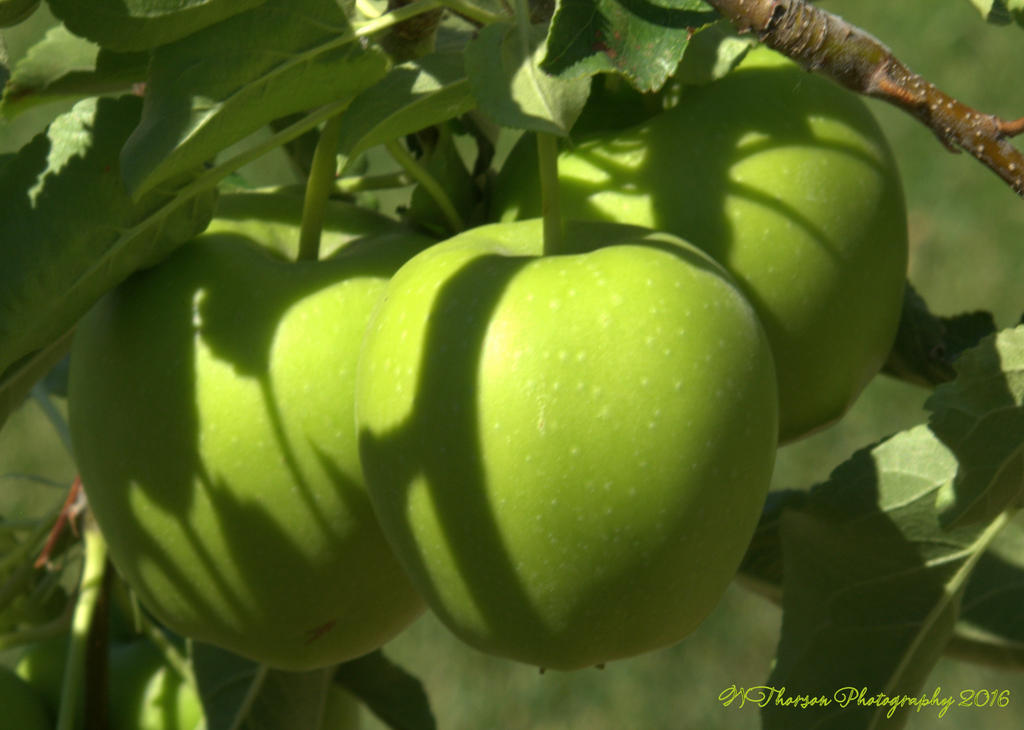 Apples 7-21-2016.jpg