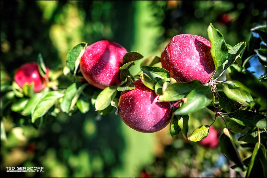 Apples.jpg