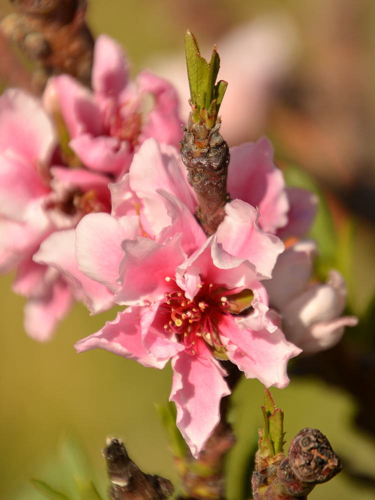 Apricot.jpg