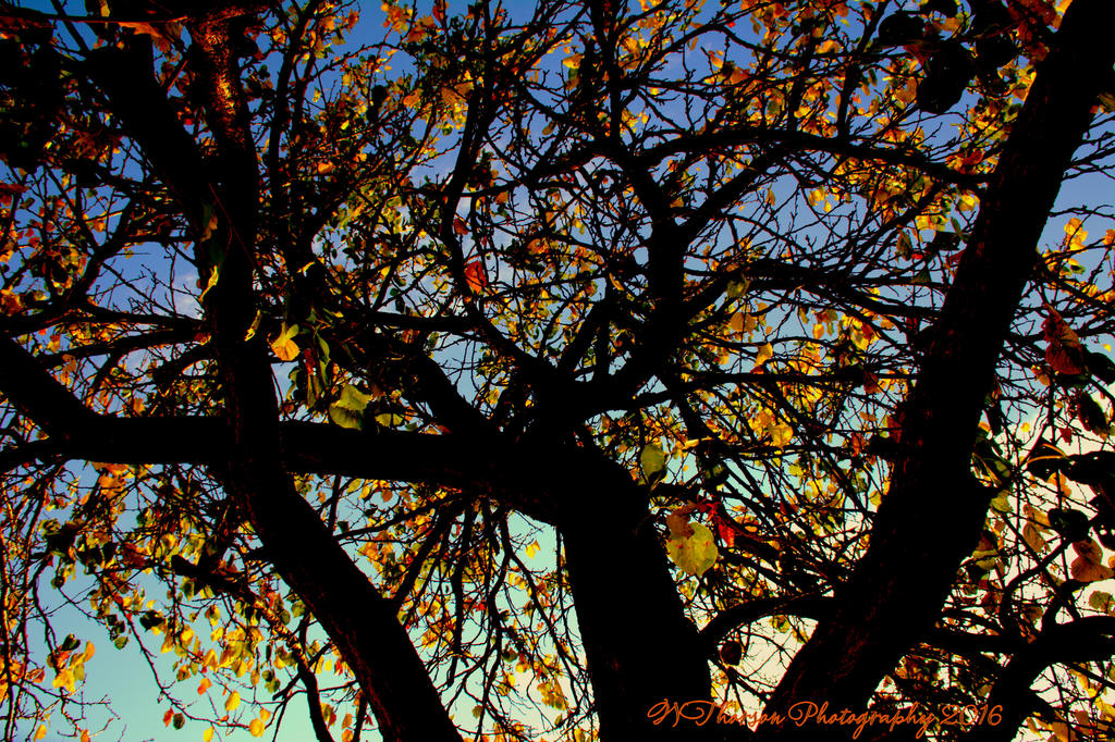 Apricot Tree 11-6-2016.jpg