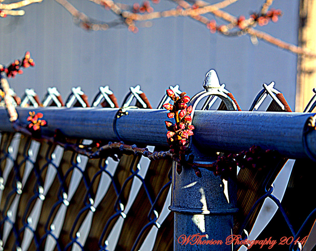 Apricot Tree along fence.jpg
