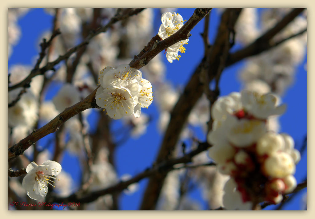 Apricot Tree Blossoms #2  3-26-2016.jpg