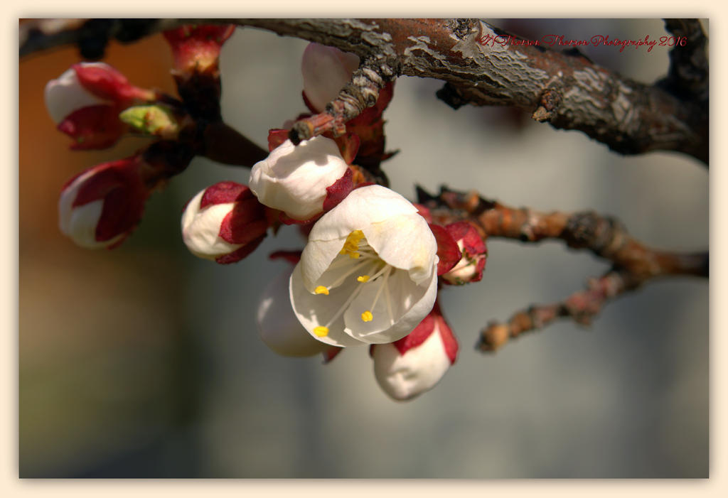 Apricot Tree Blossoms 3-26-2016.jpg