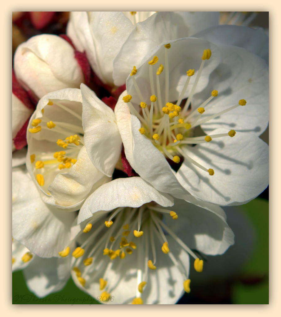 Apricot Tree Blossoms #4  3-26-2016.jpg