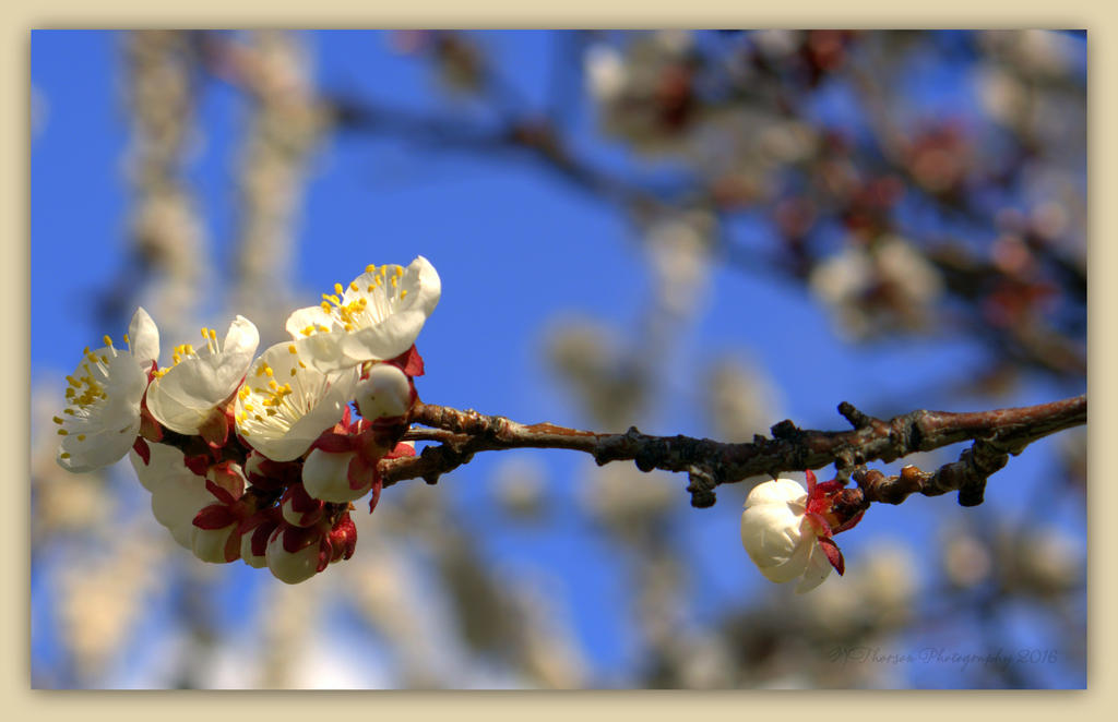 Apricot Tree Blossoms #5 3-26-2016.jpg