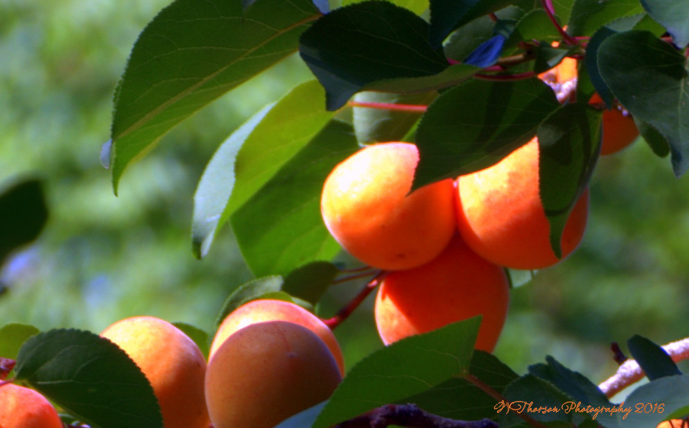 Apricots 8-3-2016.jpg