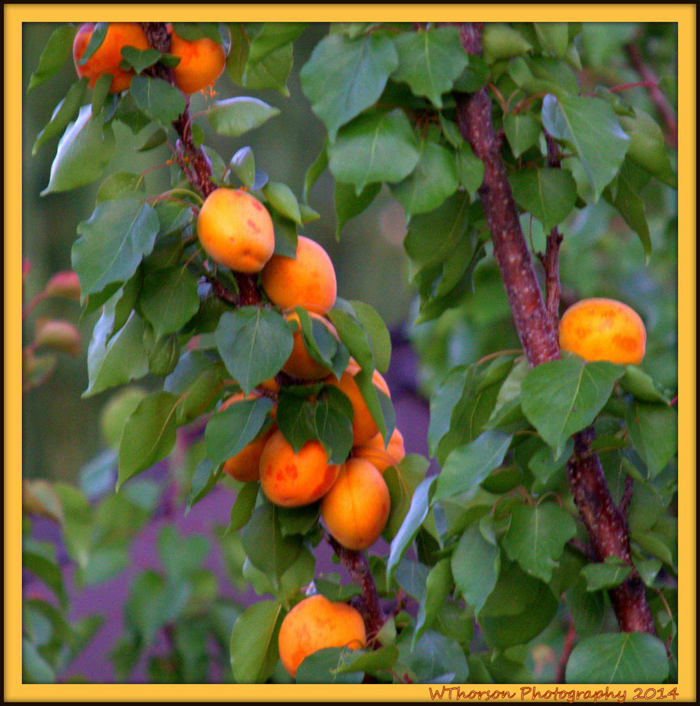Apricots on the Apricot Tree.jpg