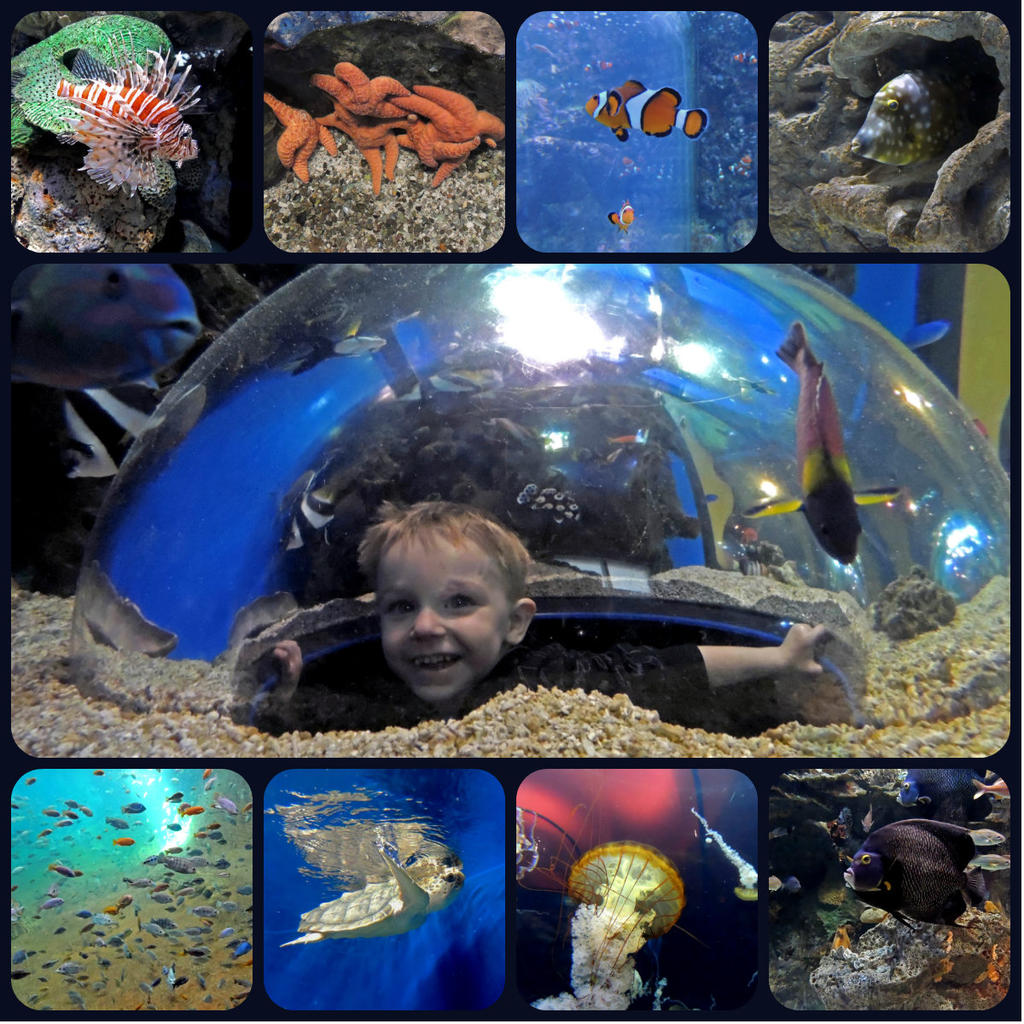 Aquarium collage.jpg