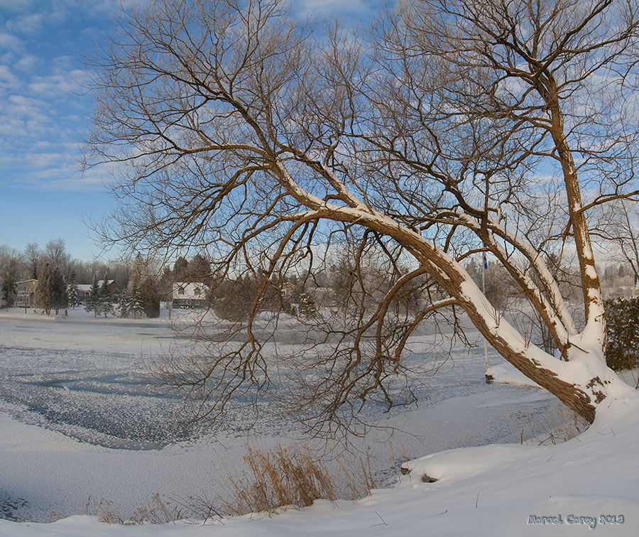 Arbre pano  -24c.jpg